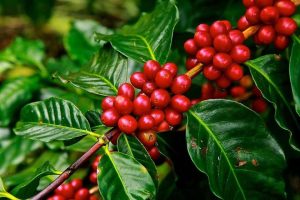 CoffeeBerry – Bảo vật vô giá từ thiên nhiên